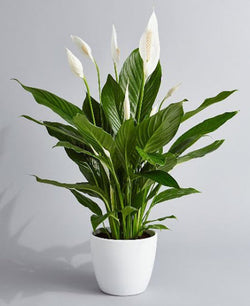 Peace Lily