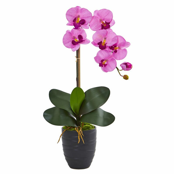 Elegant Orchid